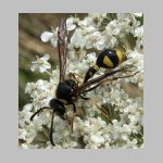 Eumenes sp - Pillenwespe 01e.jpg